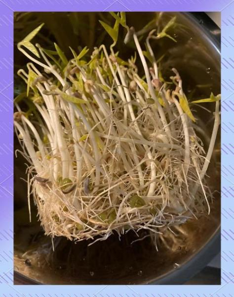 怎么在家做豆花?/发豆芽