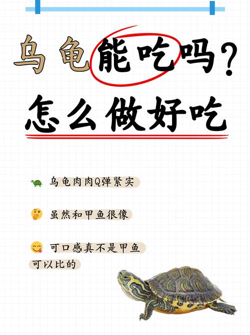 乌龟肉怎么吃
