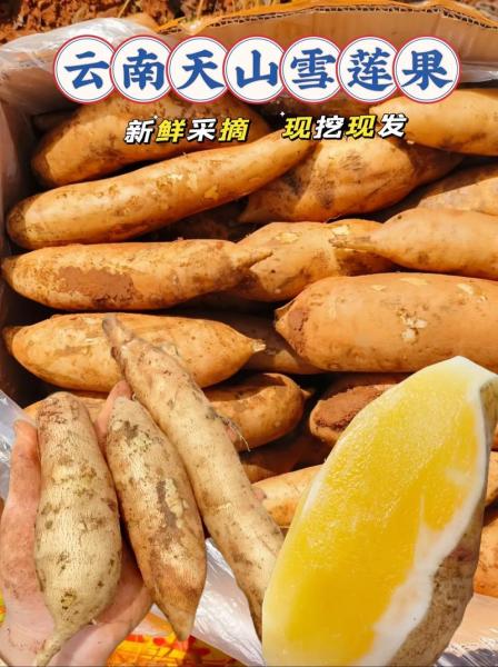 雪莲果的吃法大全,煮炒拌炖皆可/肠胃不好者慎吃
