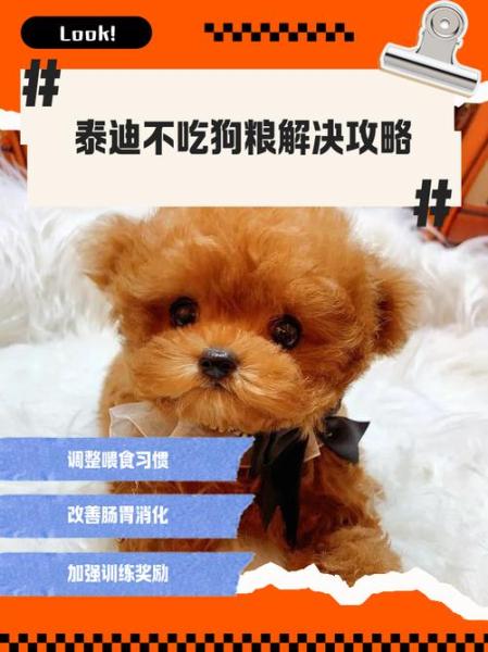 没有狗粮给泰迪吃什么